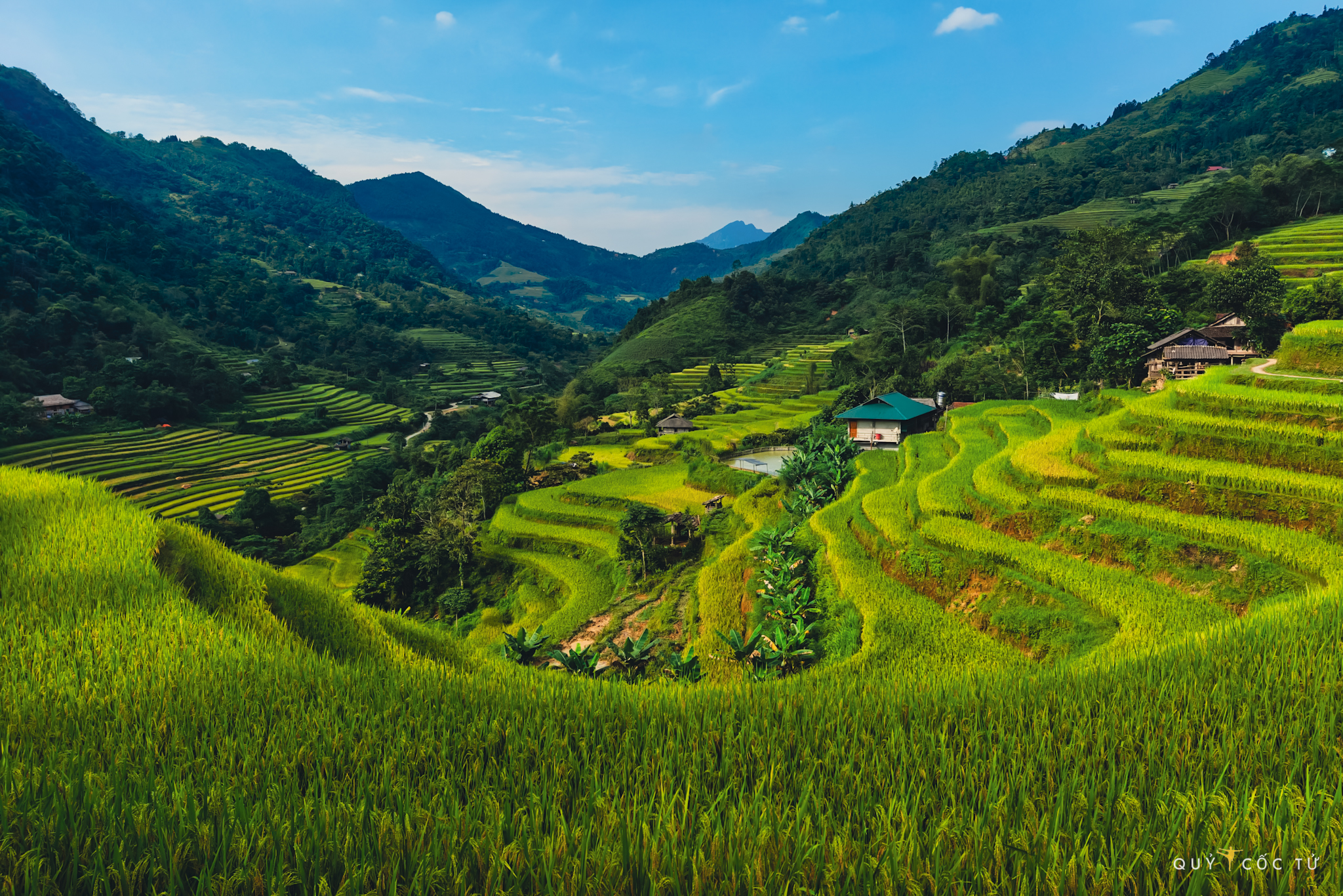 Ban Thong Nguyen, Hoang Su Phi, Ha Giang khoac len minh tam ao vang ruc ro, me hoac long nguoi. Ruong bac thang uon luon nhu nhung dai lua vang ong a trai dai khap cac suon doi.