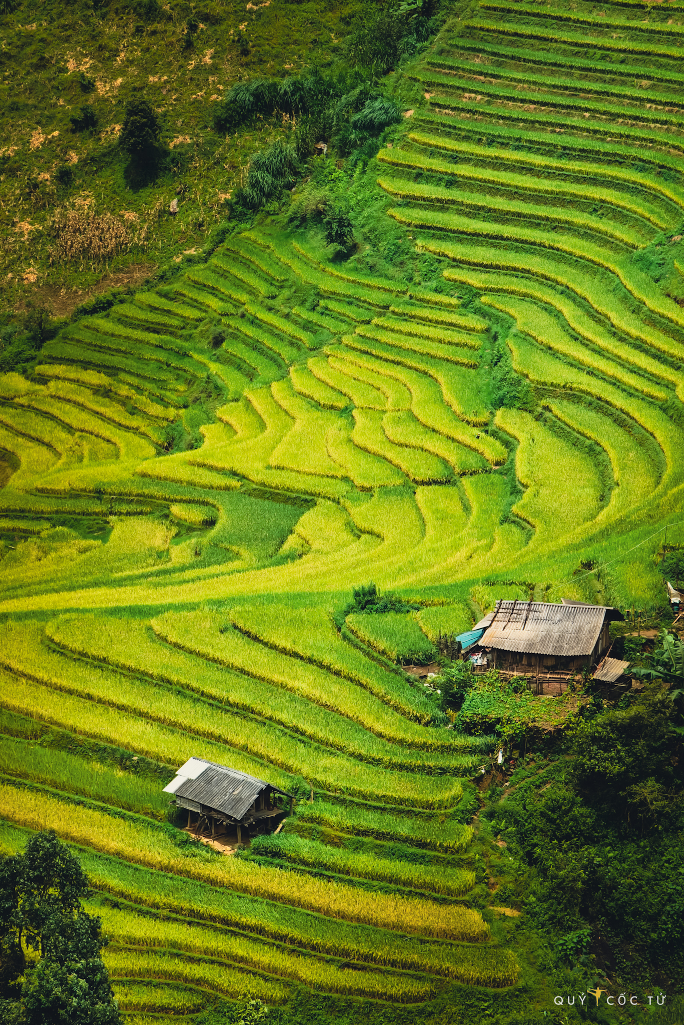 Mu Cang Chai, Yen Bai vao mua lua chin that su la tuyet tac vang ruc ro trai dai tren nhung thua ruong bac thang uon luon. Ve dep ay cang them phan quyen ru khi len loi qua ban lang Che Cu Nha yen binh, moc mac voi nhung ngoi nha san an hien giua bien vang va La Pan Tan hung vi, noi nhung thua ruong bac thang rong lon vuon cao den tan troi.