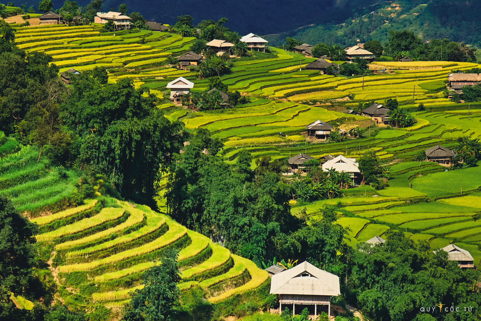 Trên cao nhìn xuống, Bản Phùng điểm xuyến những mái nhà nhỏ xinh nép mình bên sườn đồi, xen kẽ các thửa ruộng bậc thang chín vàng. Thấp thoáng bóng em gái Mông đang thu hoạch lúa, tiếng nói cười rộn ràng, vang vọng khắp thung lũng.