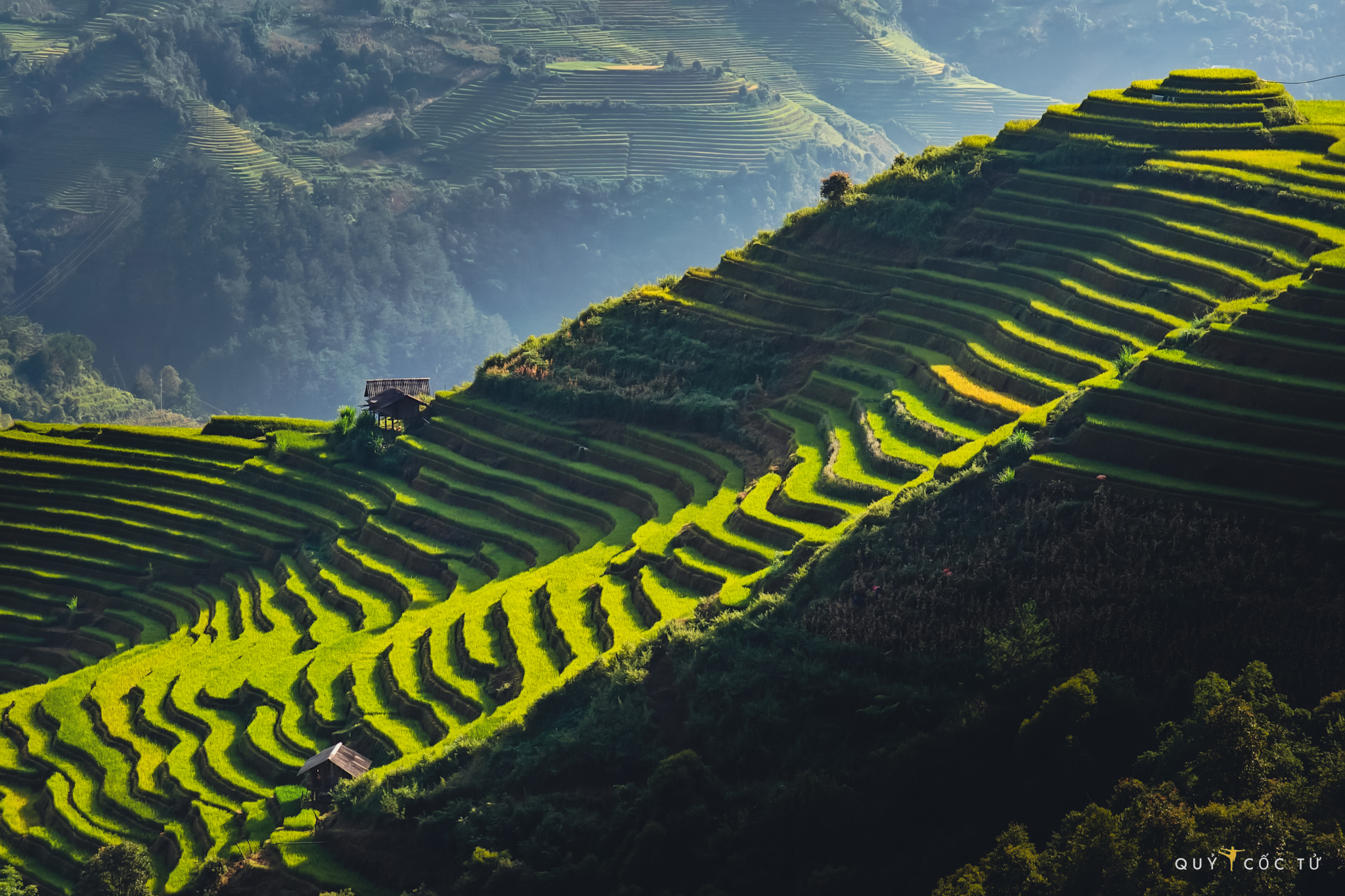 Mam xoi nho o Mu Cang Chai trong nang ban mai. Ruong bac thang noi day nhu nhung nac thang len troi, noi dai nhung sac mau xanh, vang trong nang som.