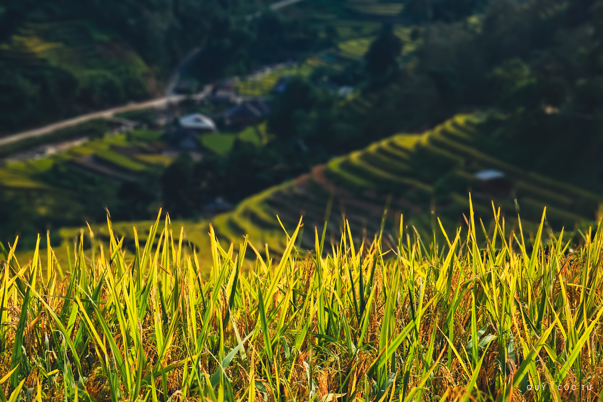 Không chỉ tô điểm cảnh quan miền núi những ngày tháng 9, 10, bông lúa chín trĩu hạt chờ mùa thu hoạch còn là vẻ đẹp của sự ấm no, bội thu.