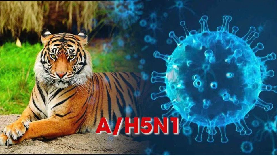 The Ministry of Agriculture and Rural Development has requested to continue closely monitoring the flu situation for the remaining tigers, leopards, and lions in the herd. Graphics: Dinh Hiep
