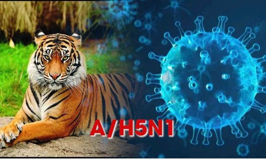 Bộ Nông nghiệp và Phát triển nông thôn yêu cầu tiếp tục theo dõi chặt chẽ tình hình dịch cúm đối với các cá thể hổ, báo, sư tử còn lại trong đàn. Đồ họa: Đinh Hiệp