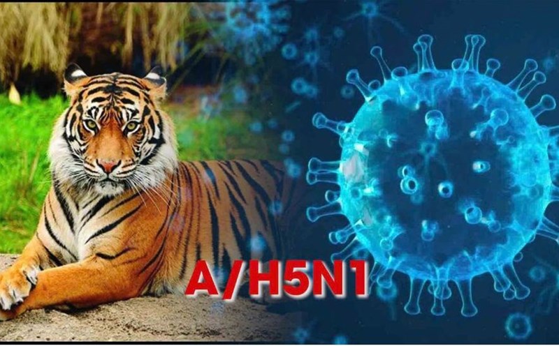 The Ministry of Agriculture and Rural Development has requested to continue closely monitoring the flu situation for the remaining tigers, leopards, and lions in the herd. Graphics: Dinh Hiep