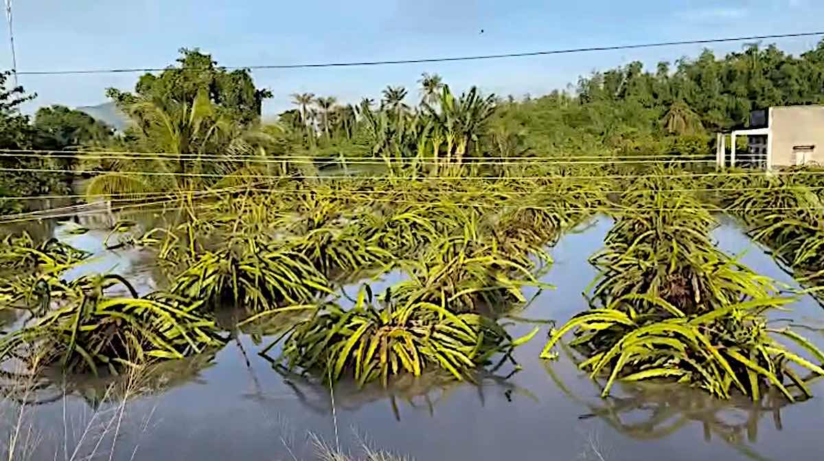 Nhung vuon thanh long ven duong sat Bac - Nam qua xa Muong Man bi ngap du da ra trai. Anh: Duy Tuan 