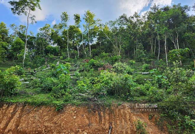 Penalties for illegal conversion of forest land use. Photo: Tan Van