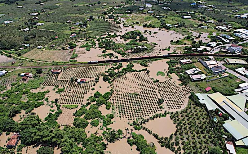 Many dragon fruit gardens flooded in Binh Thuan