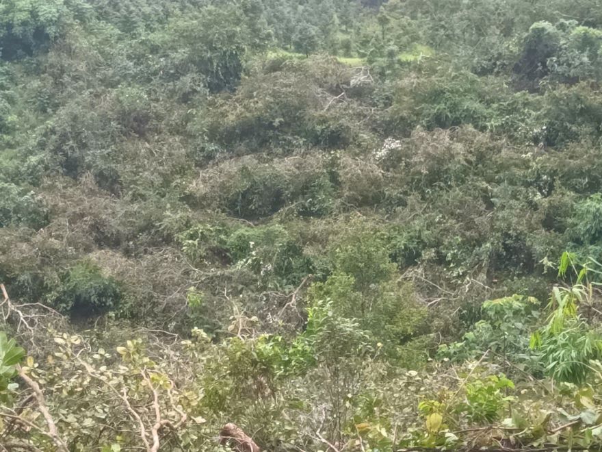 The cashew garden that was just cut down and destroyed is currently in dispute over ownership. Photo: Hoai Thanh