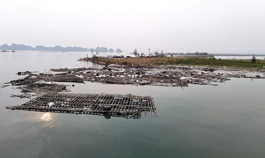 Rác và bè tre nứa trôi dạt ven bờ vịnh Hạ Long. Ảnh: Dương Hoàng