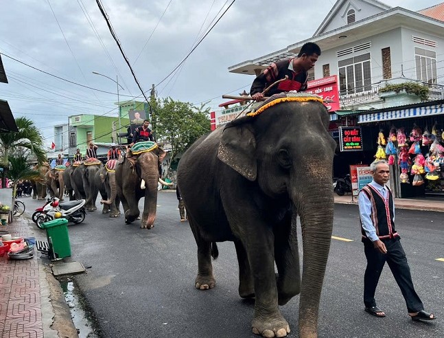 Elephant riders parade to bid farewell to the King of the Central Highlands Elephants to his final resting place. Photo: Bao Trung