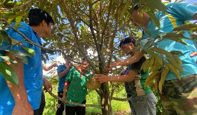 People in Dak Mil district, Dak Nong province are guided by vocational training staff on how to take care of durian. Photo: Bao Trung