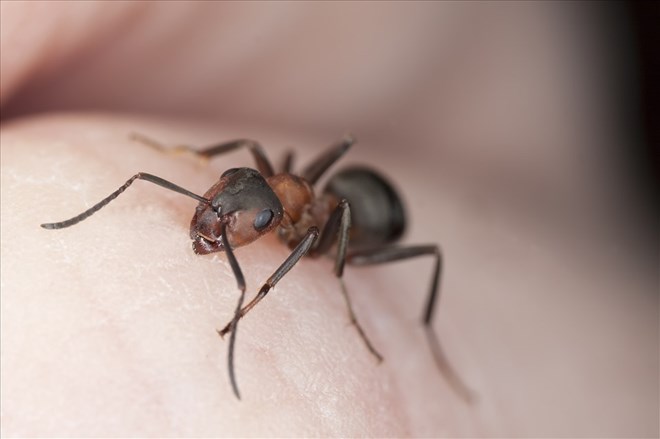 Be careful when using the wrong ant killer that can cause poisoning. Illustration: HowStuffWorks