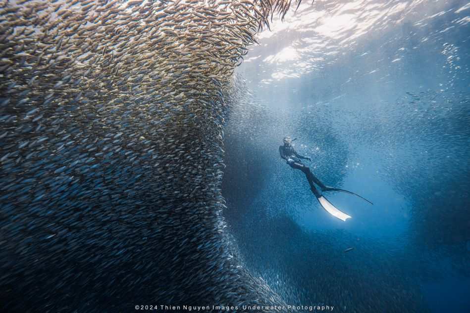 Giant schools of sardines swimming in the ocean create an extremely impressive scene. Photo: Nguyen Ngoc Thien