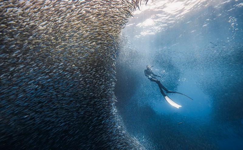 Giant schools of sardines swimming in the ocean create an extremely impressive scene. Photo: Nguyen Ngoc Thien