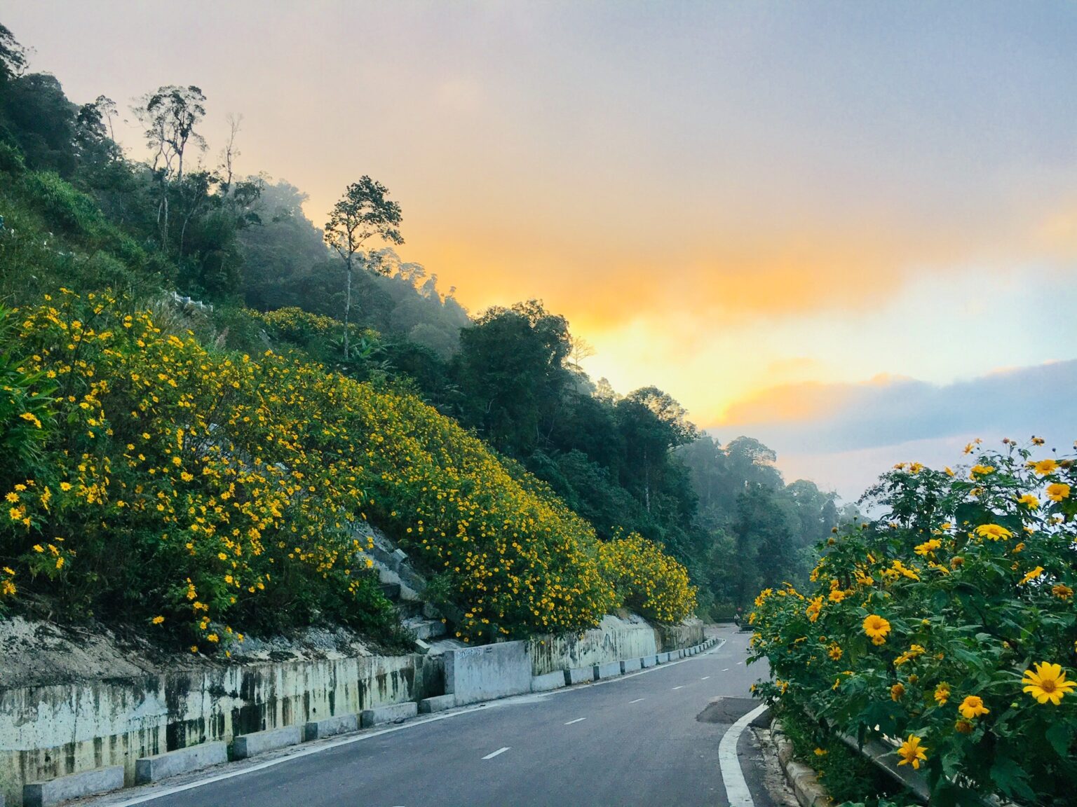 Mùa hoa dã quỳ như nắng sáng bừng núi rừng Ba Vì