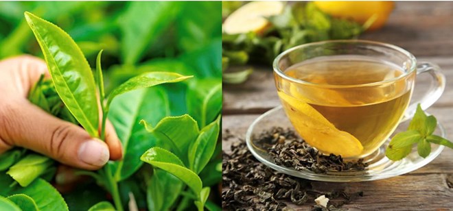 Drinking green tea every day not only helps control visceral fat but also helps protect cardiovascular health and maintain a healthy weight. Photo: Huong Giang.