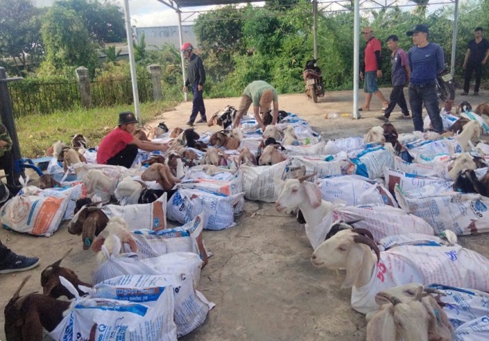 Authorities of Krong No district are giving breeding goats to poor people to help them have more livelihoods to develop their economy. Photo: Bao Trung