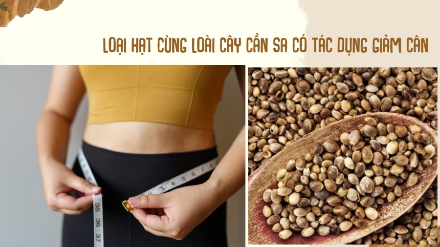 Seeds of the same cannabis plant have weight loss effects. Graphics: Phuong Anh