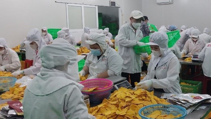 Post-processing agricultural production facilities are increasing production to supply the upcoming Lunar New Year market. Photo: Thanh Tung.