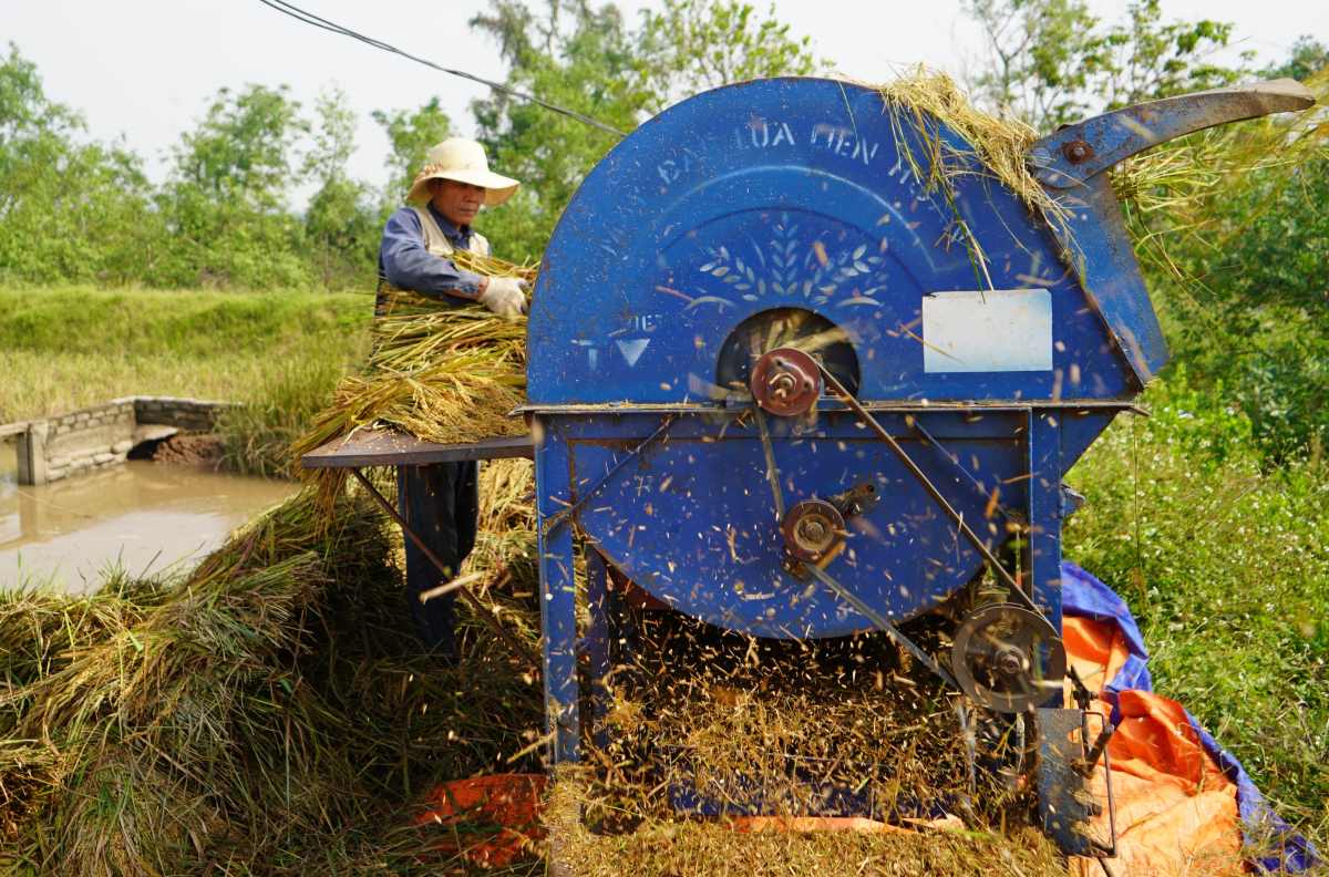 Growing rice on earthworm fields brings high income in Kien Thuy, Hai Phong. Photo: Hoang Khoi