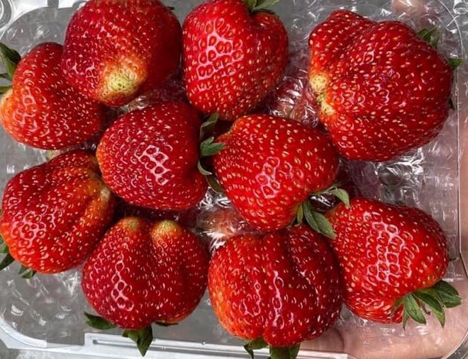 Strawberries are one of the fruits that are good for controlling blood sugar. Photo: Kieu Vu.