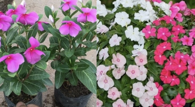 This type of ornamental plant has the ability to stabilize blood sugar. Graphics: Huong Giang