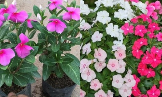 Loại cây cảnh có khả năng ổn định đường huyết. Đồ hoạ: Hương Giang