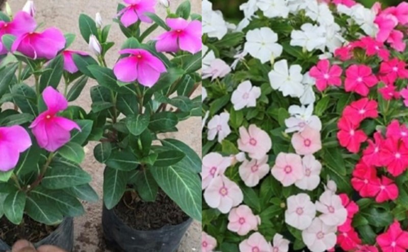 This type of ornamental plant has the ability to stabilize blood sugar. Graphics: Huong Giang