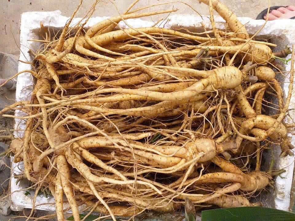 According to the project presentation, Bo Chinh ginseng is considered one of the effective medicinal herbs grown in Quang Binh. Photo: H. Huu