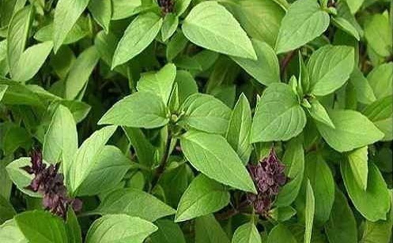 Basil is good for health but still has some side effects. Photo: Thanh Ngoc