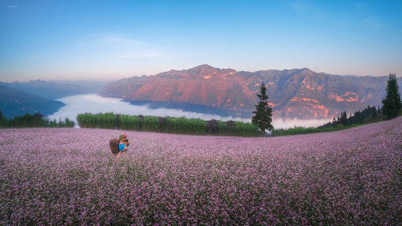 Nhung bong tam giac mach be nho khe to diem cho buc tranh thien nhien cua Ha Giang. Anh: Tran Linh