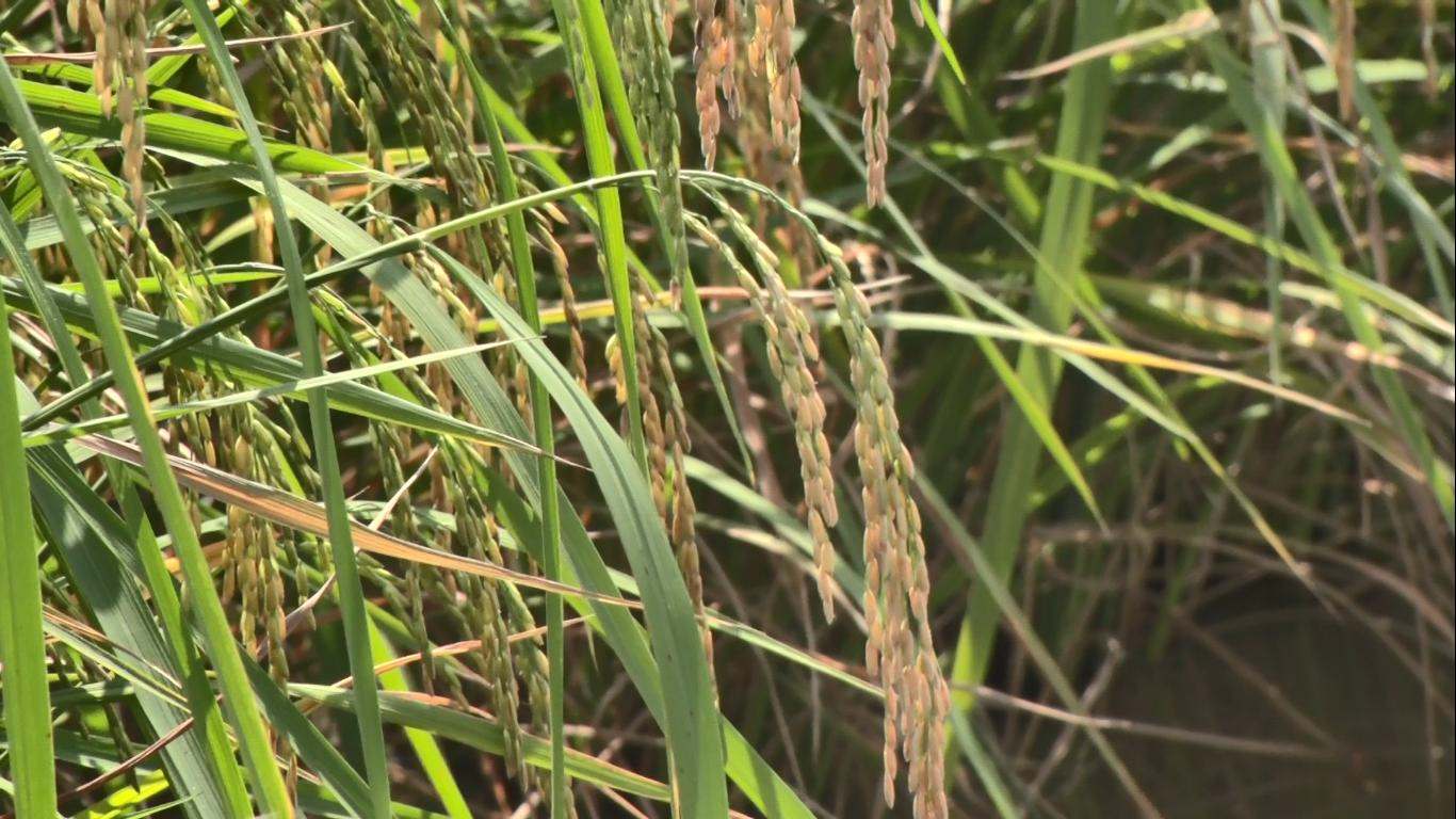 The case of the Vice Chairman's wife saying she gave her son 600 hectares of farmland is still being verified. Photo: Xuan Nhi