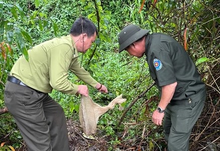 Hoa Vang Forest Protection Department, Da Nang City captured and released a python (Python Molurus) back into the wild. Photo: Department of Agriculture and Rural Development
