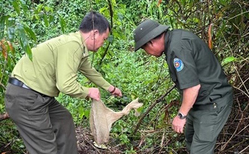 Hoa Vang Forest Protection Department, Da Nang City captured and released a python (Python Molurus) back into the wild. Photo: Department of Agriculture and Rural Development