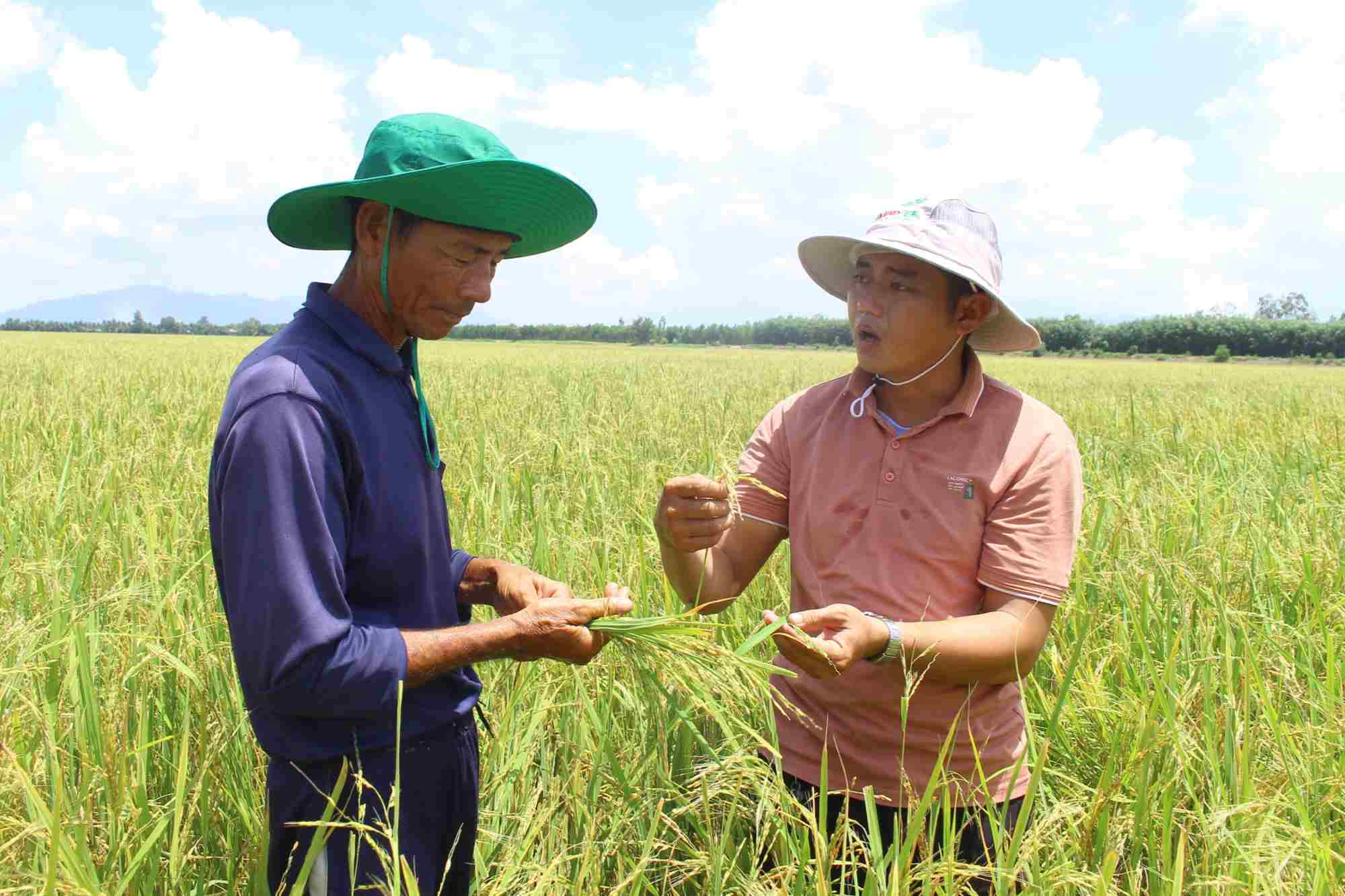 Stink bugs cause rice to become sterile. Photo: Luc Tung