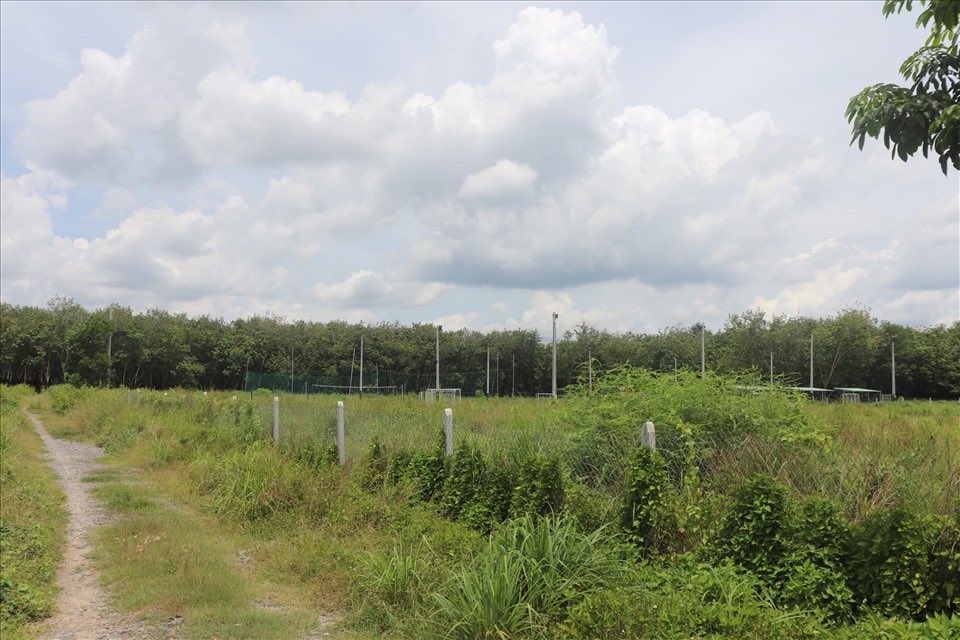 Diện tích tách thửa, hợp thửa ở tỉnh Tây Ninh được thực hiện theo Quyết định số 49 năm 2024. Ảnh: Nhóm PV Lao Động