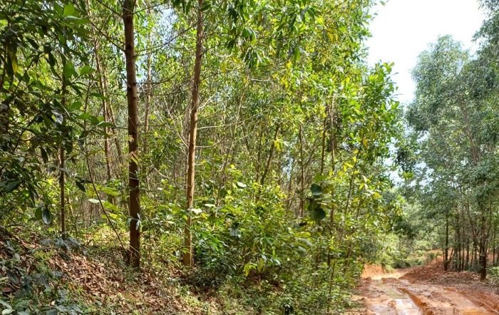 Joint venture plantation forest at the Thach Han River Basin Protection Forest Management Board. Photo: Hung Tho