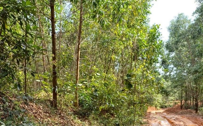 Joint venture plantation forest at the Thach Han River Basin Protection Forest Management Board. Photo: Hung Tho