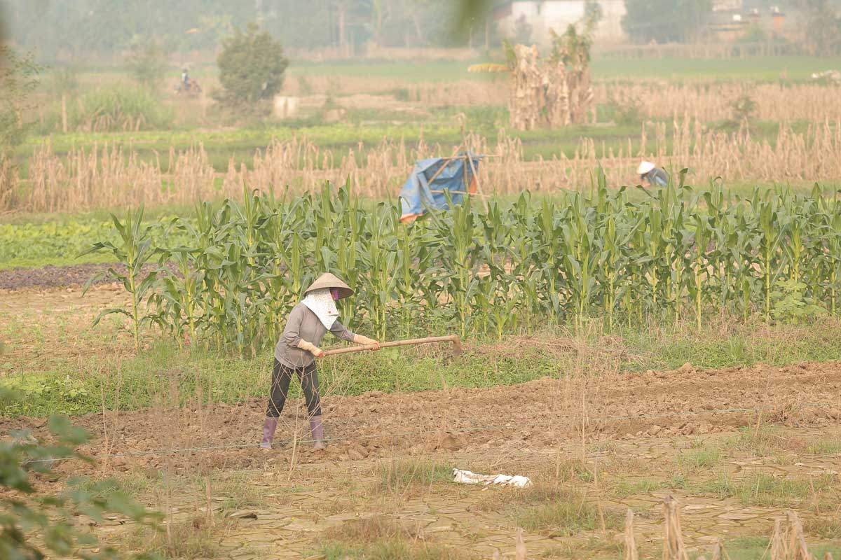 Hang ngo xanh tuoi duoc trong xen lan voi nhung hoa mau bi bao so 3 tan pha truoc do.