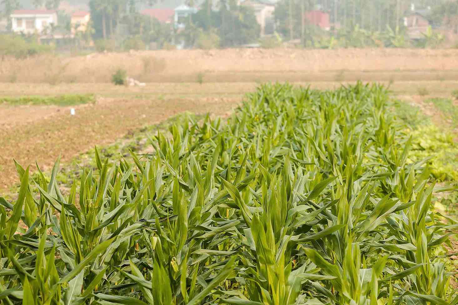 Nhin nhung ruong rau dang hoi sinh mau xanh, khong de hinh dung rang hon mot thang truoc do, mua bao so 3 da cuop di toan bo thanh qua mot nang hai suong cua nguoi dan.  