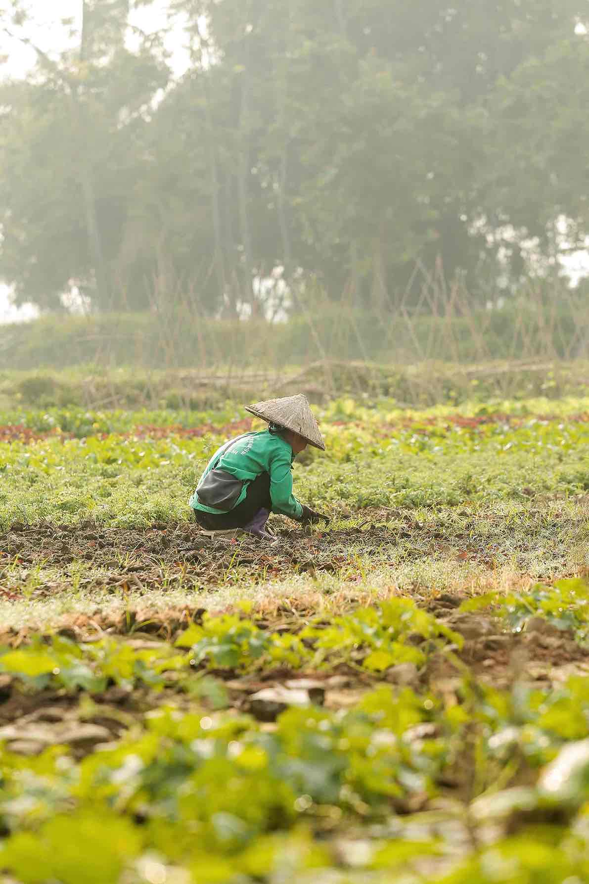 Chi Nguyen Thi Ha (38 tuoi, Tuy Loc, TP Yen Bai) cho biet: “Ba con nong dan da bat dau gieo trong tu nua thang truoc, tuy nhien, hien nay dat van kha deo va nhieu phu sa khien rau kho song“.