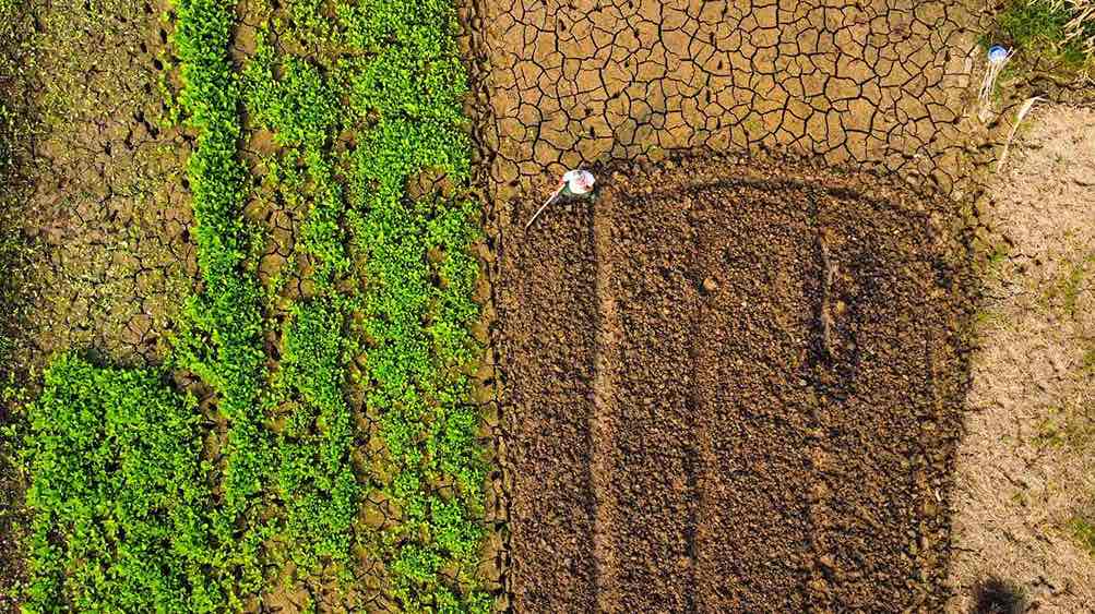 Green has gradually returned to the largest vegetable farm in Yen Bai. Photo: Tran Bui