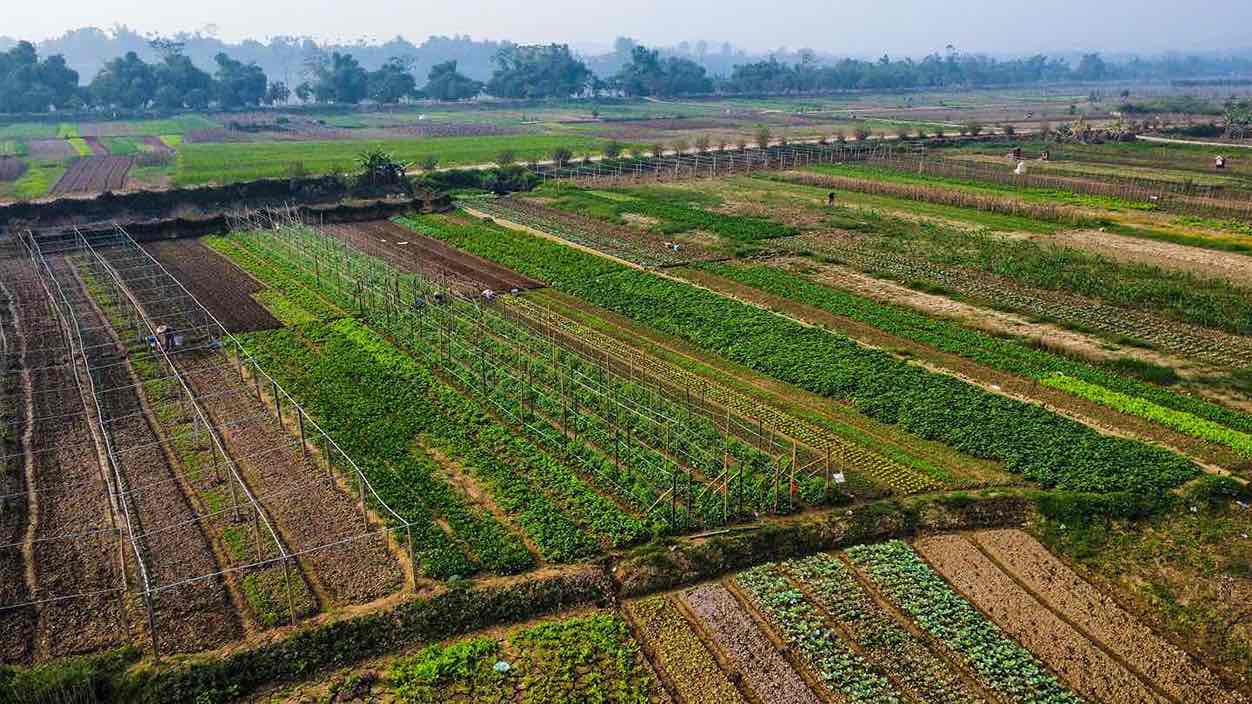 Hang chuc nguoi dan hoi ha canh tac tren vua rau lon nhat Yen Bai.