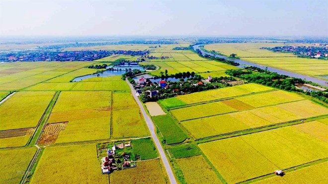 Consideration should be given to land dedicated to rice cultivation and forest land when piloting land expansion for commercial housing. Photo: Vu Long.