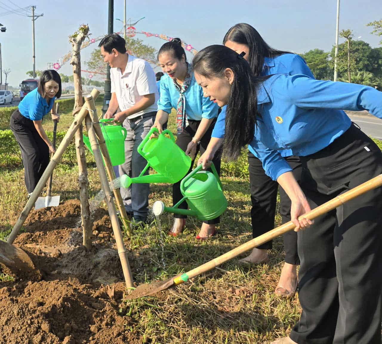 Gan 100 cay bang lang hoa tim, la nho duoc trong tai duong Hoa Binh. Anh: Nguyen Truong