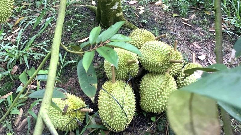 Sau rieng trai vu. Anh: Nhan vat cung cap.