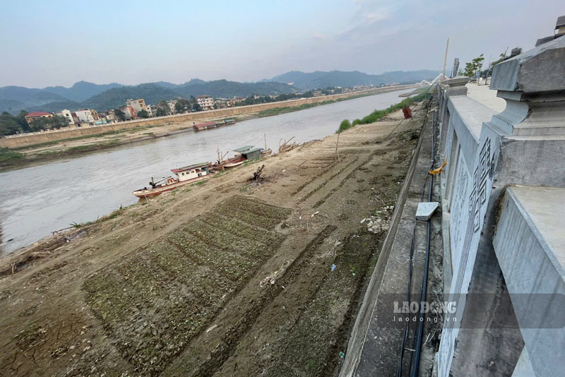 Người dân không được phép tự ý canh tác trên đất bồi ven sông Hồng do các xã, phường quản lý. Ảnh: Đinh Đại