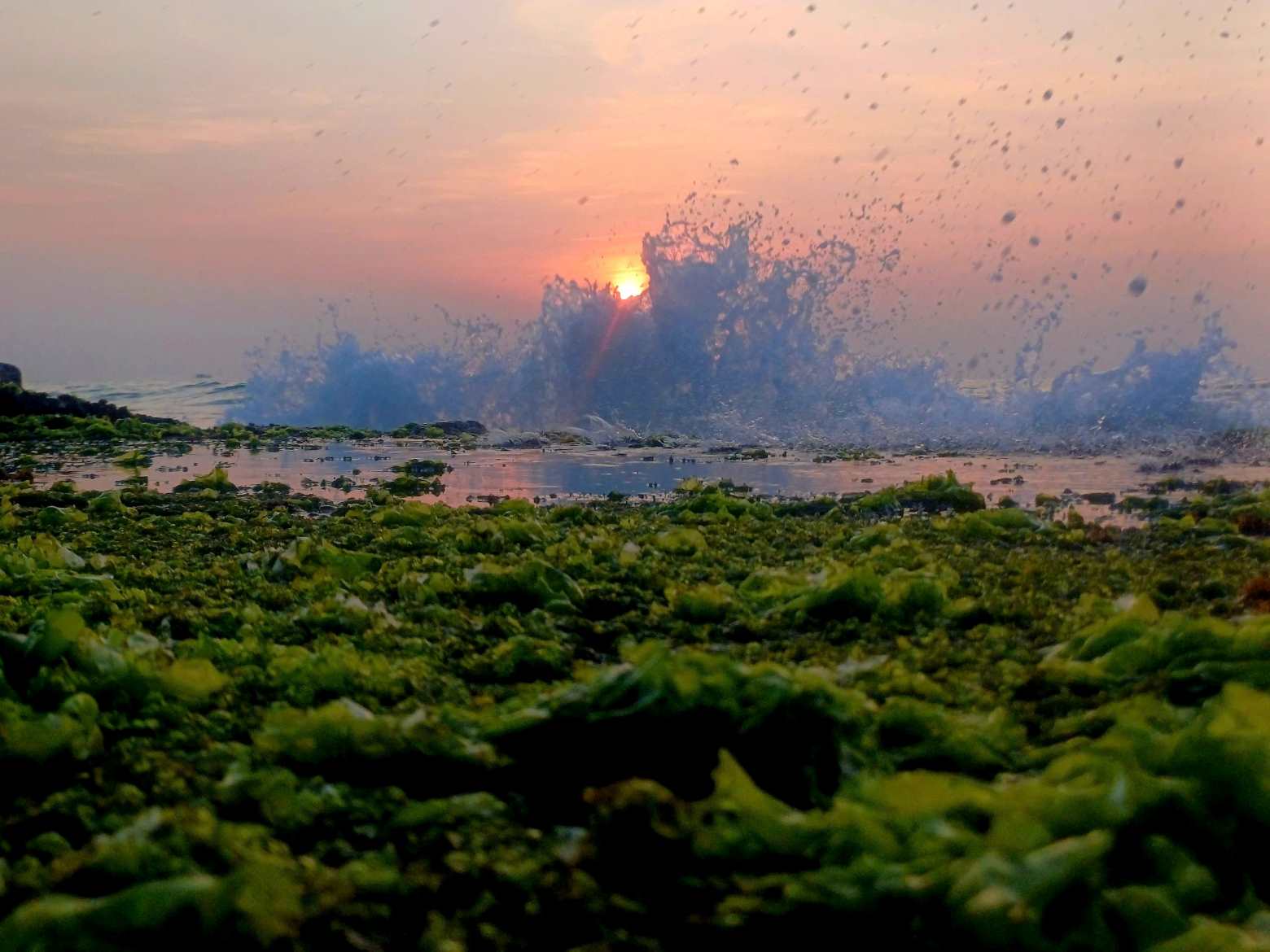 Biển Nha Trang đang vào mùa sóng lớn trắng xóa tạo nên vẻ đẹp của bãi rong càng trở nên đặc sắc. Ảnh: Hứa Mai Cúc