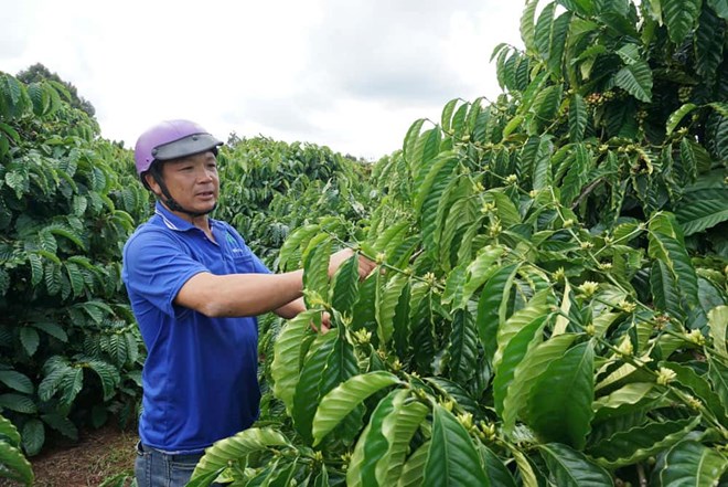 Nông dân Gia Lai dựng chòi ở nương rẫy để bảo vệ cà phê