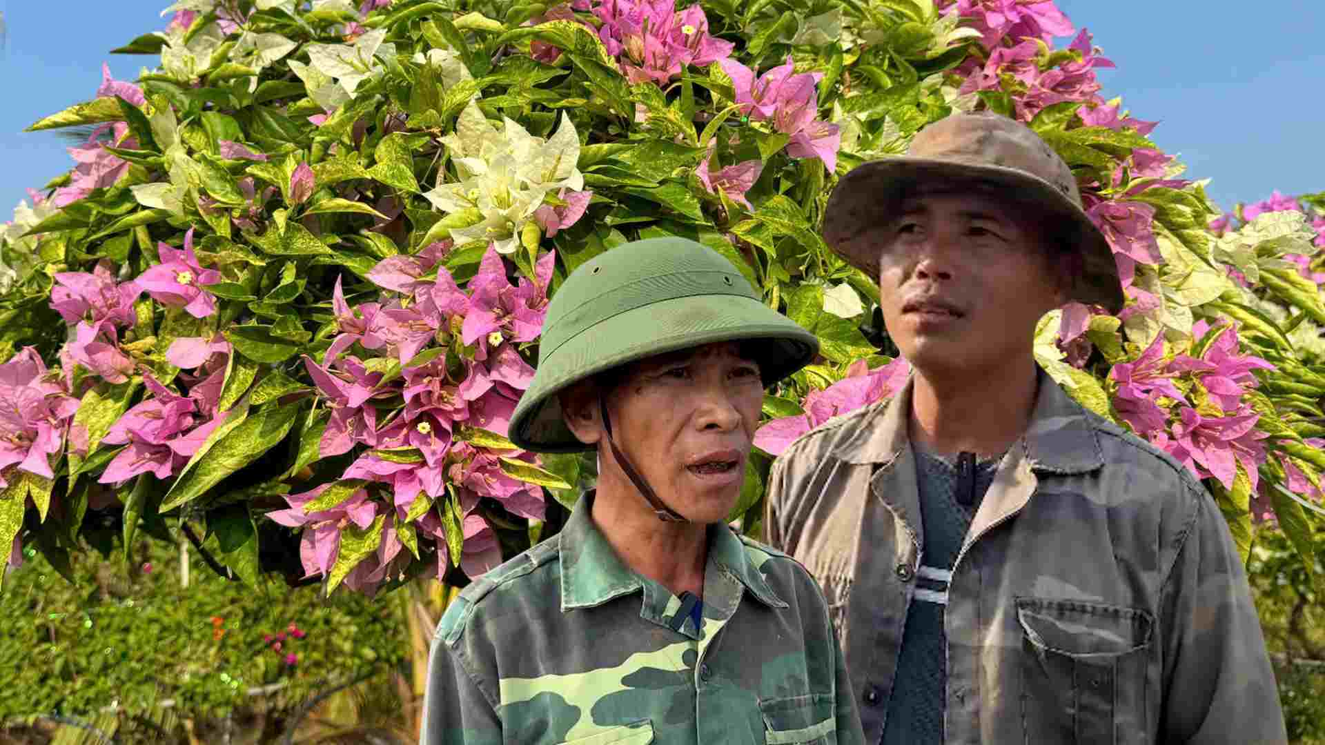 Garden owners are "anxious" because the bougainvillea season is quiet and gloomy